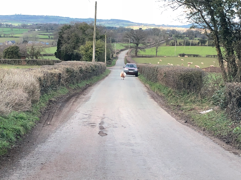 The first of many many sheep in the raod.